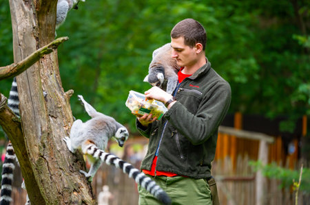 Jihlava, Czech Republic - 10.7.2022: Keeper is feeding the Lemur Catta with fruit. Lemur is sitting...