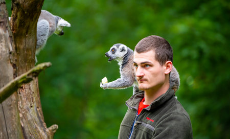 Jihlava, Czech Republic - 10.7.2022: Keeper is feeding the Lemur Catta with fruit. Lemur is sitting...