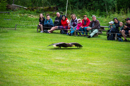 Jihlava, Czech Republic - 10.7.2022: People are watching the eagle (latin name Haliaeetus albicilla)...