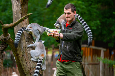 Jihlava, Czech Republic - 10.7.2022: Keeper is feeding the Lemur Catta with fruit. Lemur is sitting on the young man's arms.のeditorial素材