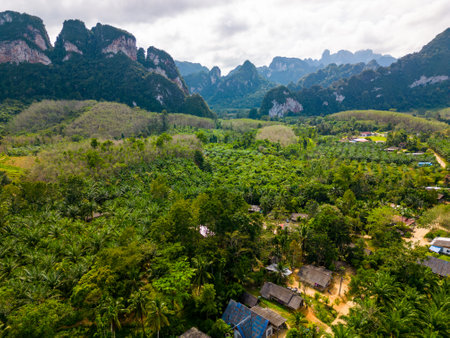 Aerial drone view of Khao Sok national park, Thailand. Jungle, palms and tropical forest. Mountains in the background.の写真素材