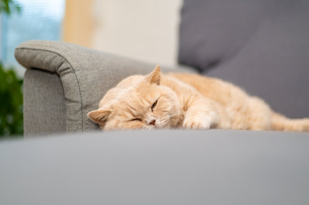 British shorthair cat of creme color is lying on the gray couch. Cute pet relaxation.の写真素材