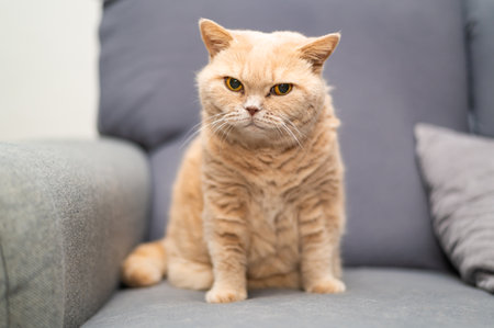 British shorthair cat of creme color is lying on the gray couch. Cute pet relaxation.の写真素材
