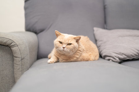 British shorthair cat of creme color is lying on the gray couch. Cute pet relaxation.の写真素材