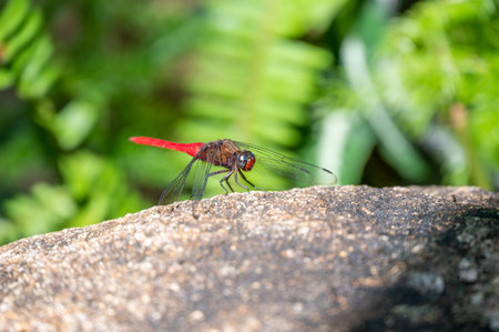 The Spine-tufted skimmer, or brown-backed red marsh hawk, is a species of dragonfly in the family...