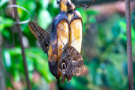 Colorful butterfly is sitting and eating on the green plant leaf.の写真素材