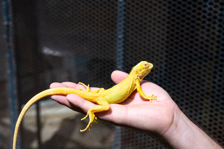 Yellow iguana is sitting on the hand.の写真素材