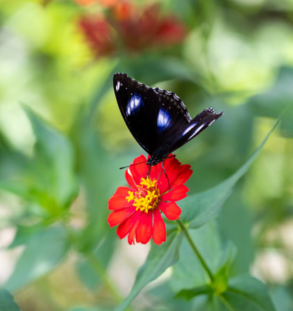 Colorful butterfly is sitting and eating on the green plant leaf.の写真素材