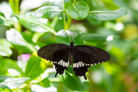 Colorful butterfly is sitting and eating on the green plant leaf.の写真素材