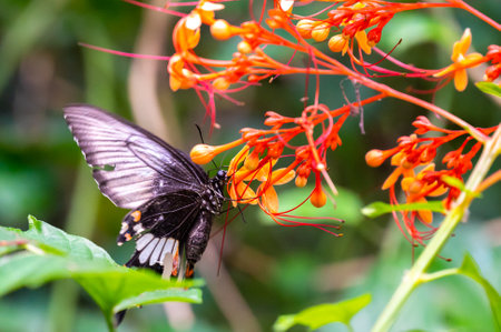 Colorful butterfly is sitting and eating on the green plant leaf.の写真素材