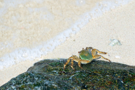 Green crab (Latin name Grapsus albolineatus) on the stone in sea.の写真素材
