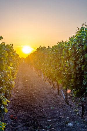 Sunset over the vineyard at South Moravia region, Czech Republic. Traditional wine country. |Colorful sunset, dramatic clouds.の写真素材