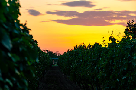Sunset over the vineyard at South Moravia region, Czech Republic. Traditional wine country. |Colorful sunset, dramatic clouds.の写真素材