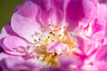 Macro detail view of rose blossom, concept of flower in gardenの写真素材