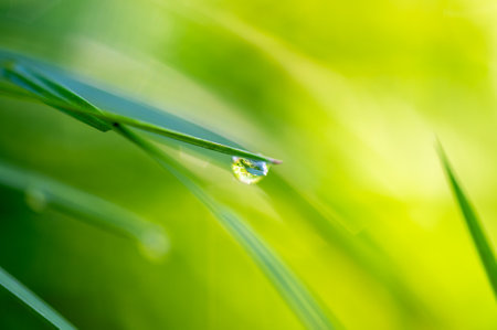 Macro view of water drop on grass leaf. Nice bokeh, soft colors.の写真素材