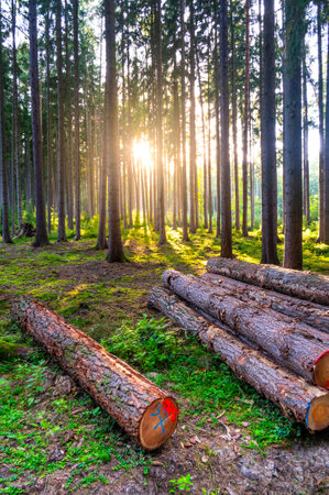 View of magical forest in soft light. Detail of forest lumber industry.