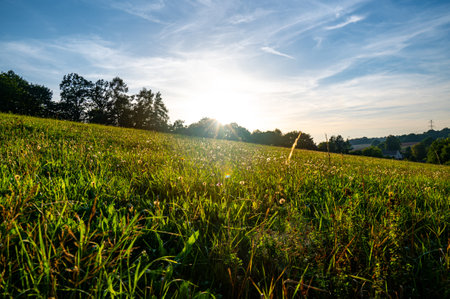 Meadow in the sunset, view of grass and flowers on meadow. Agriculture countryside land.の写真素材