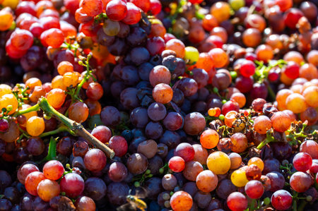 Freshly harvested wine grape placed in box near vineyard, South Moravia region, Czech Republicの写真素材