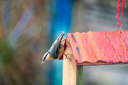 The Eurasian nuthatch or wood nuthatch (Sitta europaea) is a small passerine bird with blue back and orange lower part of body. Bird is sitting on bird feeder with sunflower seedsの写真素材