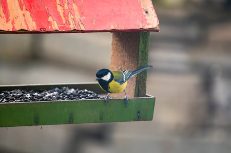 Great tit, Parus major, feeding on sunflower seeds from a man-made birdfeeder.の写真素材