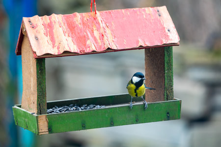 Great tit, Parus major, feeding on sunflower seeds from a man-made birdfeeder.の写真素材