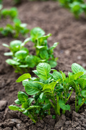 Earthing Up in Spring of Home Grown Organic Potato Plants (Solanum tuberosum) Growing in a Raised Bed on an Allotment in a Vegetable Gardenの写真素材