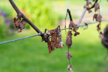 Detail of grapevine plant leaf in vineyard which is destroyed by morning frost on early spring.の写真素材