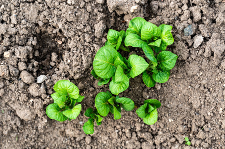 Earthing Up in Spring of Home Grown Organic Potato Plants (Solanum tuberosum) Growing in a Raised Bed on an Allotment in a Vegetable Gardenの写真素材