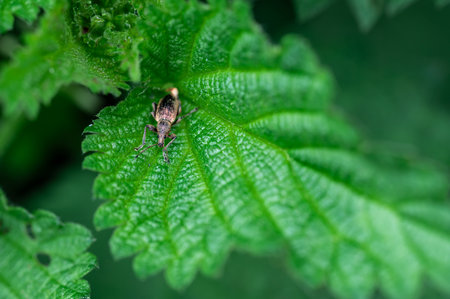Phyllobius pyri, the Common Leaf Weevil, is a species of broad-nosed weevil belonging to the family Curculionidae subfamily Entiminae. Detail macro view of insect head and eyes.の写真素材