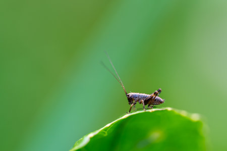 A tiny Dark bush-Cricket nymph, Pholidoptera griseoaptera, sitting on a stinging nettle leaf in spring.の写真素材
