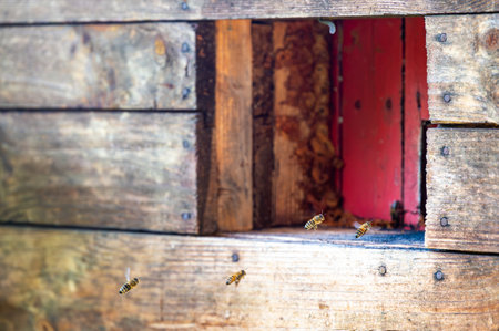 Honey bee is flying in front of bee hive. Detail macro of useful insect.