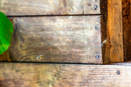 Honey bee is flying in front of bee hive. Detail macro of useful insect.の写真素材