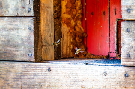 Honey bee is flying in front of bee hive. Detail macro of useful insect.