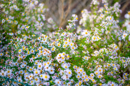 A lush patch of wildflowers with small white and pink daisy-like blooms, scattered among green foliage. The sunlight filters through the leaves, creating a vibrant, natural scene that captures the beauty of late summer or early autumn in a meadowの写真素材