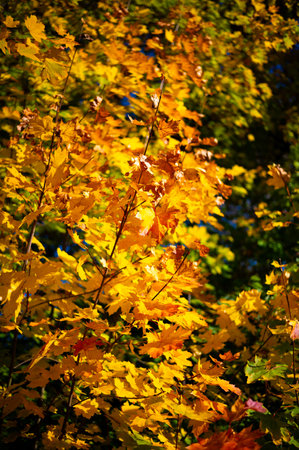 A close-up view of vibrant autumn leaves in shades of orange and red. The leaves are detailed with intricate veins and rich colors, highlighting the beauty of fall foliage. The scene captures the essence of the autumn season, with warm tones and a sense of tranquility, as the leaves begin to transition before winterの写真素材
