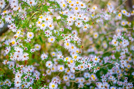 A lush patch of wildflowers with small white and pink daisy-like blooms, scattered among green foliage. The sunlight filters through the leaves, creating a vibrant, natural scene that captures the beauty of late summer or early autumn in a meadowの写真素材