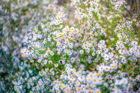 A lush patch of wildflowers with small white and pink daisy-like blooms, scattered among green foliage. The sunlight filters through the leaves, creating a vibrant, natural scene that captures the beauty of late summer or early autumn in a meadowの写真素材