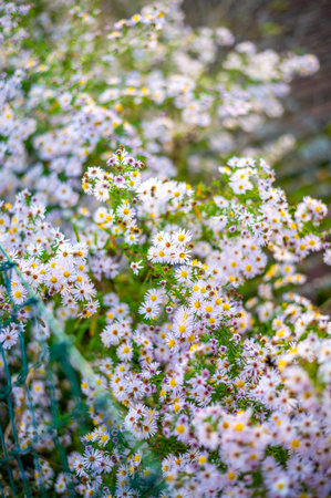 A lush patch of wildflowers with small white and pink daisy-like blooms, scattered among green foliage. The sunlight filters through the leaves, creating a vibrant, natural scene that captures the beauty of late summer or early autumn in a meadowの写真素材