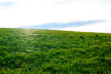 A close-up photo of a field covered in delicate spider webs from late summer, known as "gossamer." The webs are clearly visible between the stalks, adding a touch of natural beauty and a sense of early autumn to the rural landscapeの写真素材