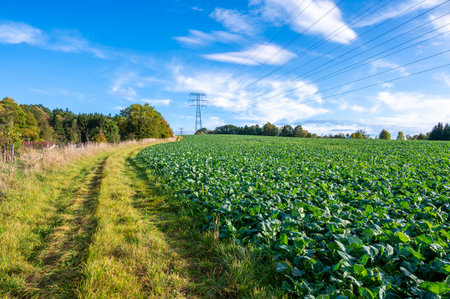 A landscape photo of power lines and transmission towers stretching across an open field with a scenic backdrop of hills and a partly cloudy sky. The image captures the intersection of nature and industry, highlighting the role of infrastructure in rural landscapesの写真素材