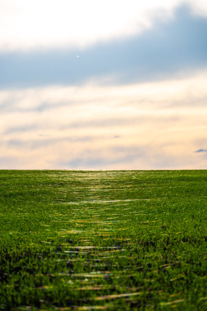 A close-up photo of a wheat field covered in delicate spider webs from late summer, known as "gossamer." The webs are clearly visible between the stalks, adding a touch of natural beauty and a sense of early autumn to the rural landscapeの写真素材
