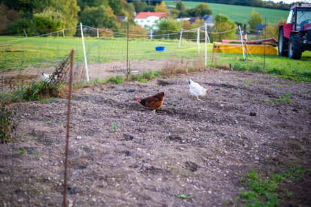 A countryside scene with chickens roaming on a fenced patch of soil. The image captures a rural setting with a red tractor in the background, green fields, and a peaceful village landscape. The hens forage on the ground, embodying the simplicity of farm life and sustainable agricultureの写真素材