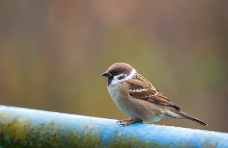 A close-up of a Eurasian tree sparrow (Passer montanus) perched on a metal pipe, showcasing its distinctive markings and adaptability to urban environmentsの写真素材