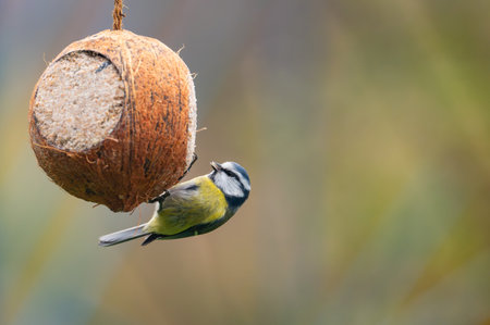 A delightful close-up of a Eurasian blue tit (Cyanistes caeruleus) hanging on a coconut filled with suet and seeds, gazing directly into the camera, capturing a perfect winter feeding momentの写真素材