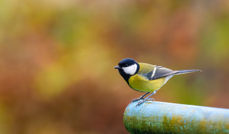 A stunning image of a great tit (Parus major) perched on a metal pipe, preparing to take flight, with a vibrant autumn backdrop in shades of red and brownの写真素材