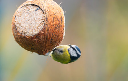 A delightful close-up of a Eurasian blue tit (Cyanistes caeruleus) hanging on a coconut filled with suet and seeds, gazing directly into the camera, capturing a perfect winter feeding momentの写真素材