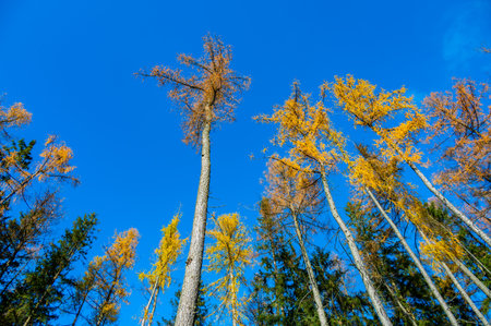 A stunning view of larch tree crowns with orange needles falling, captured from below, against the backdrop of a clear blue sky, embodying the beauty of autumnの写真素材