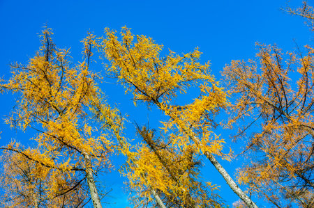 A stunning view of larch tree crowns with orange needles falling, captured from below, against the backdrop of a clear blue sky, embodying the beauty of autumnの写真素材