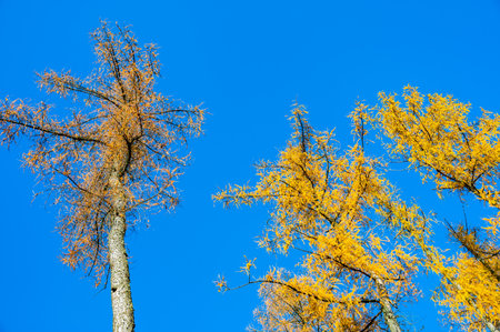 A stunning view of larch tree crowns with orange needles falling, captured from below, against the backdrop of a clear blue sky, embodying the beauty of autumnの写真素材