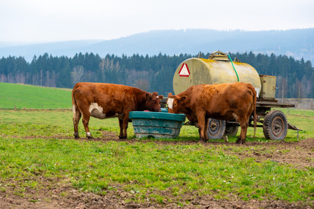 A peaceful rural scene of two cows drinking water from a container near a cistern on a green meadow, capturing the simplicity and charm of countryside lifeの写真素材